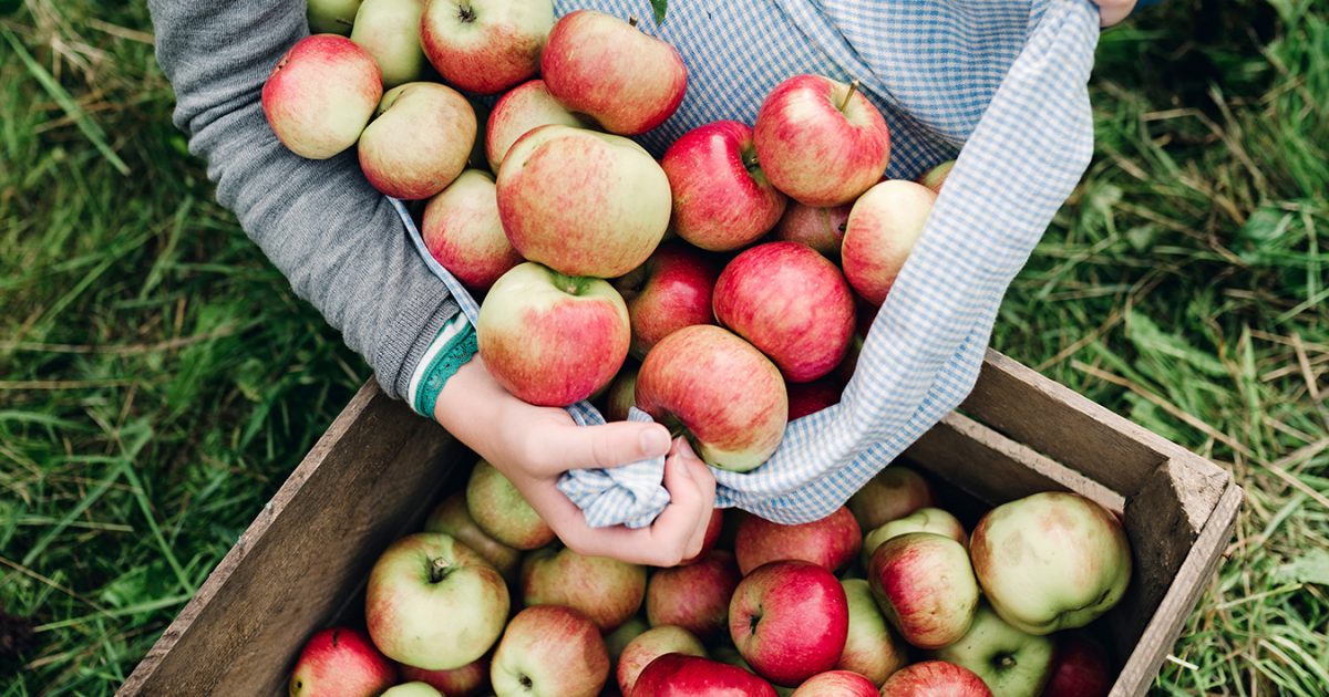 12 Places To Go Apple Picking Near NYC Inhabit