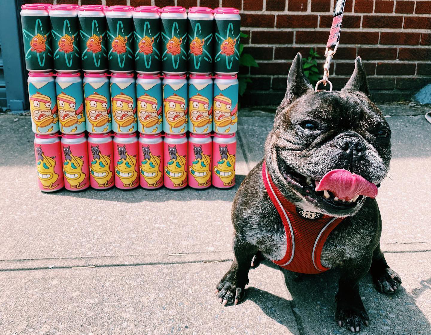 nelson the french bulldog, mascot of non sequitur beer project