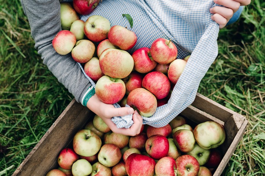 12 Places to Go Apple Picking Near NYC Inhabit