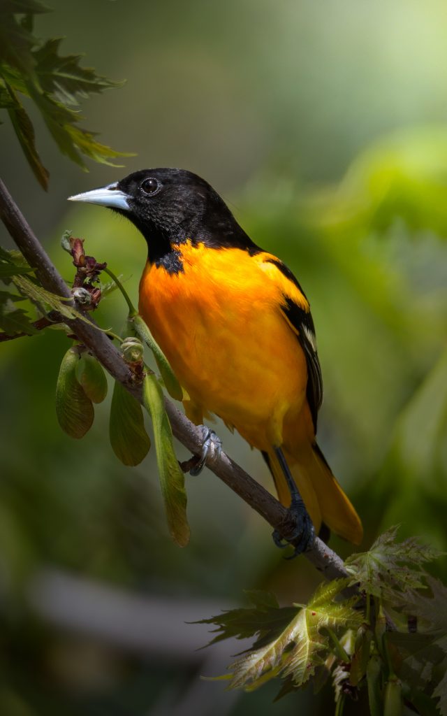 Baltimore Oriole viewed through binoculars