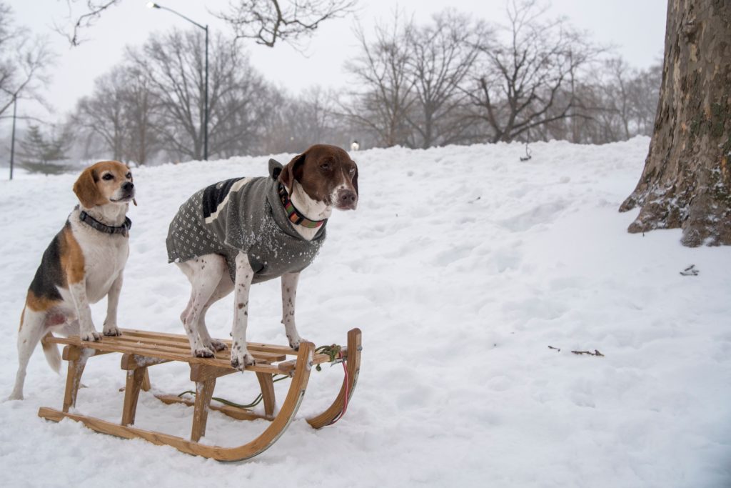 A German pointer wearing a gray sweater goes sledding, pushed on an old-fashioned wooden sled through the New York City snow by a beagle.