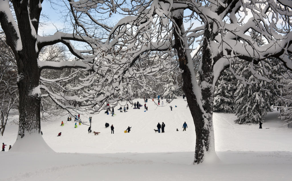 People sledding down fresh powder seen through snow-covered trees.
