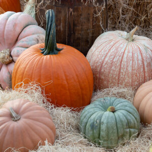 A variety of pumpkins in different shapes, sizes, and colors—orange, pale pink, white, and green—arranged on straw with hay bales and a wooden barrel in the background, perfect for autumn-inspired cookbooks.