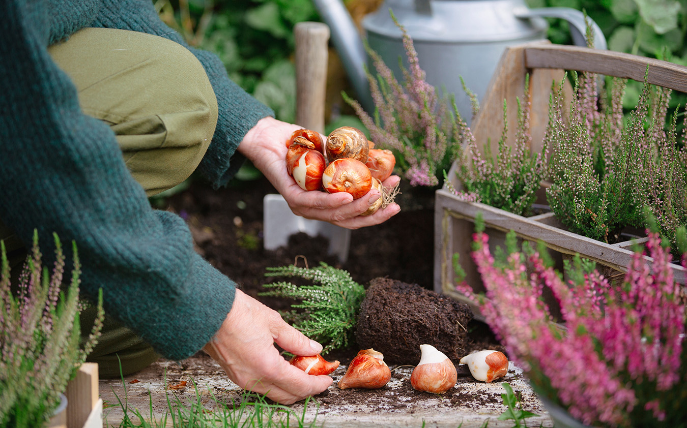 A person kneels in a garden, holding flower bulbs over soil. Several more bulbs are in their other hand and on the ground, surrounded by small flowering plants, gardening tools, and a stack of cookbooks nearby.