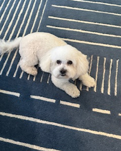 A small white dog with fluffy fur lies on a blue rug with white lines in a geometric pattern, looking up at the camera—an adorable moment captured by sherry tobak.
