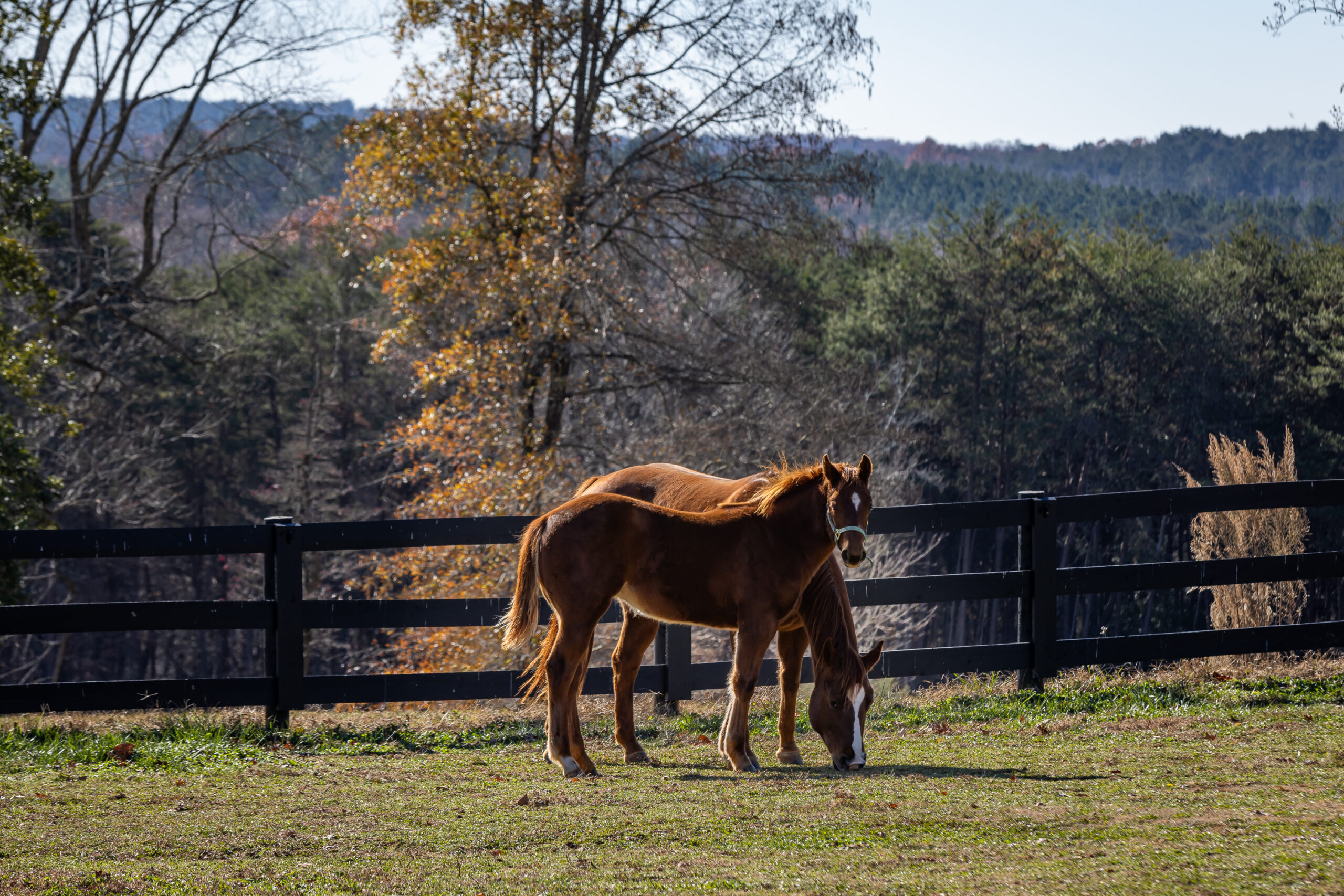 Two brown horses stand close together in a grassy pasture near a black wooden fence, with trees and distant hills in the background—an idyllic scene often found on equestrian estates under a clear sky.