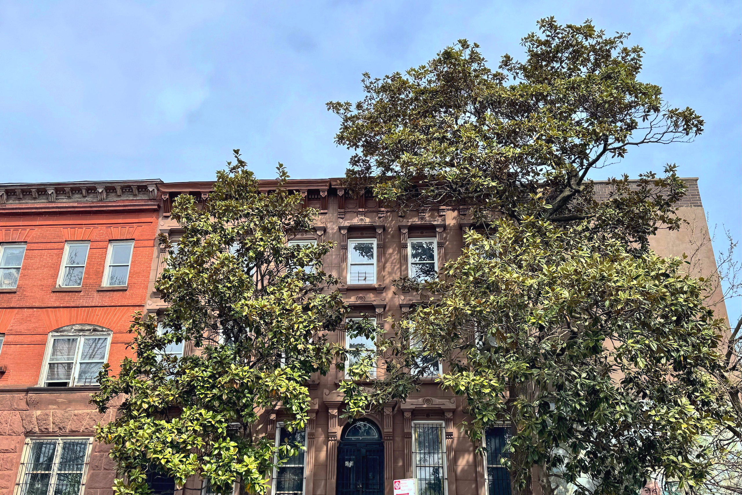 magnolia3 A brownstone building with large leafy trees in front, partially obscuring the facade. This everyday landmark has three stories, tall windows, and is flanked by similar brick buildings under a blue sky.