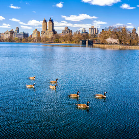 A group of geese swims on a calm blue reservoir with city buildings, including a striking Manhattan condo, and trees in the background under a partly cloudy sky.