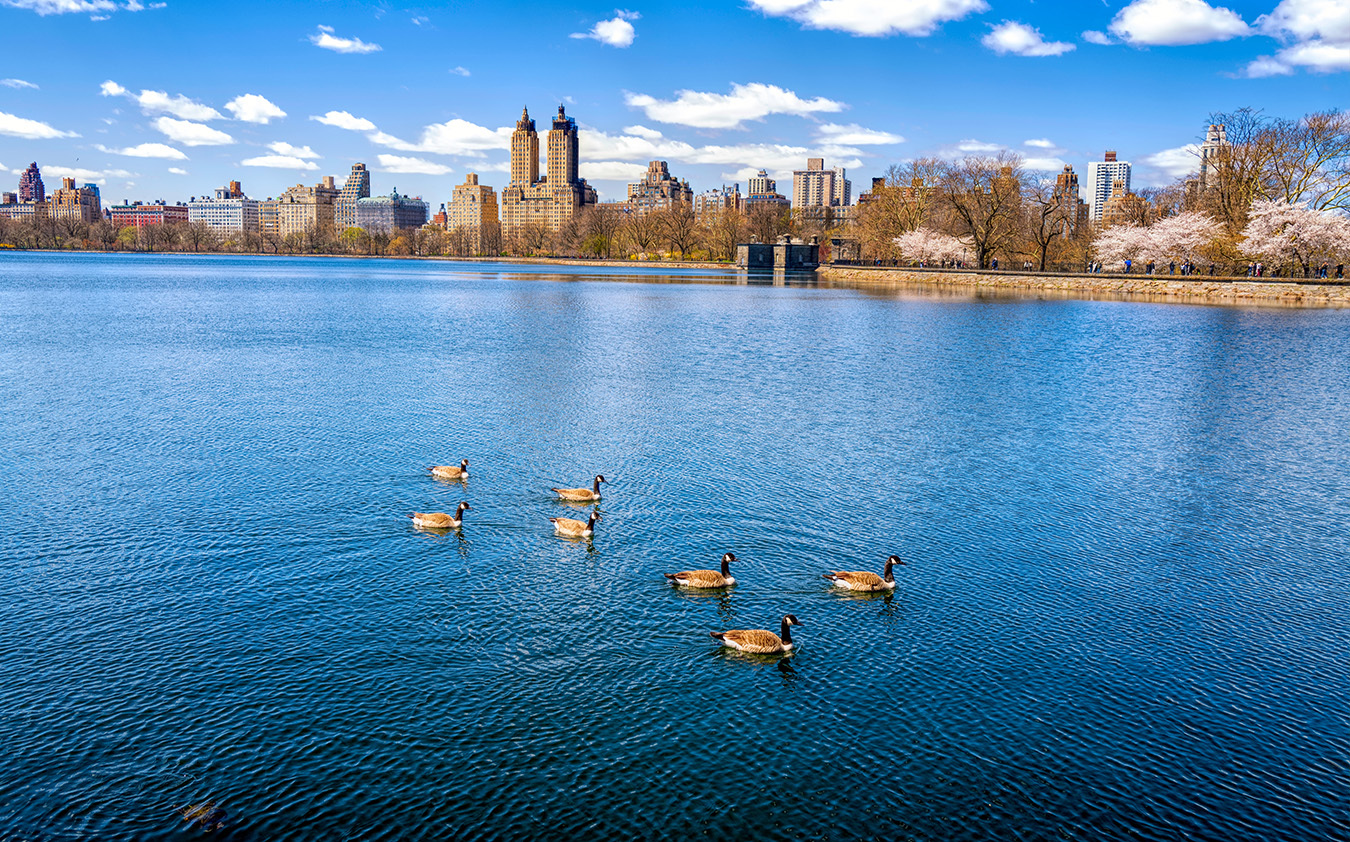 A group of geese swims on a calm blue reservoir with city buildings, including a striking Manhattan condo, and trees in the background under a partly cloudy sky.