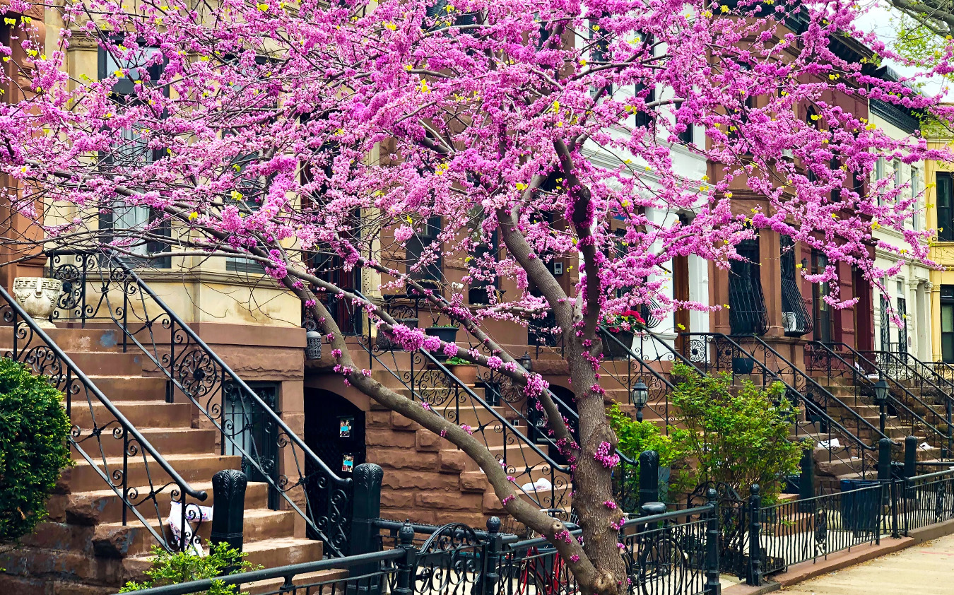 A blooming tree with bright pink flowers stands in front of classic brownstone buildings, hinting at an elegant Brooklyn condo with iron railings and front steps on a lively city street in spring.