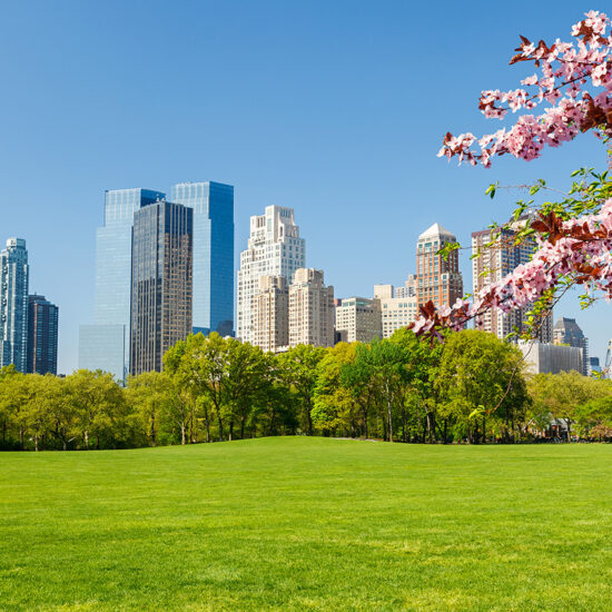 A large green lawn with pink cherry blossoms in the foreground, trees in the middle, and tall modern skyscrapers—hallmarks of Manhattan luxury sales—rising under a clear blue sky in the background.