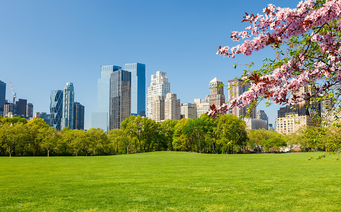 A large green lawn with pink cherry blossoms in the foreground, trees in the middle, and tall modern skyscrapers—hallmarks of Manhattan luxury sales—rising under a clear blue sky in the background.