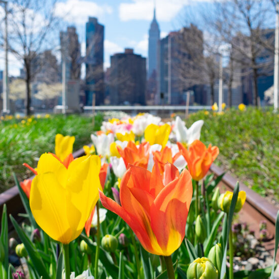 Bright yellow and orange tulips bloom in a garden bed outside an NYC residential rental, with green foliage and blurred city skyscrapers, including the Empire State Building, visible in the background under a blue sky.