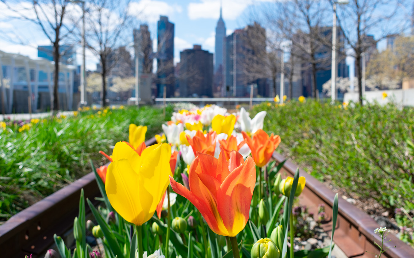 Bright yellow and orange tulips bloom in a garden bed outside an NYC residential rental, with green foliage and blurred city skyscrapers, including the Empire State Building, visible in the background under a blue sky.