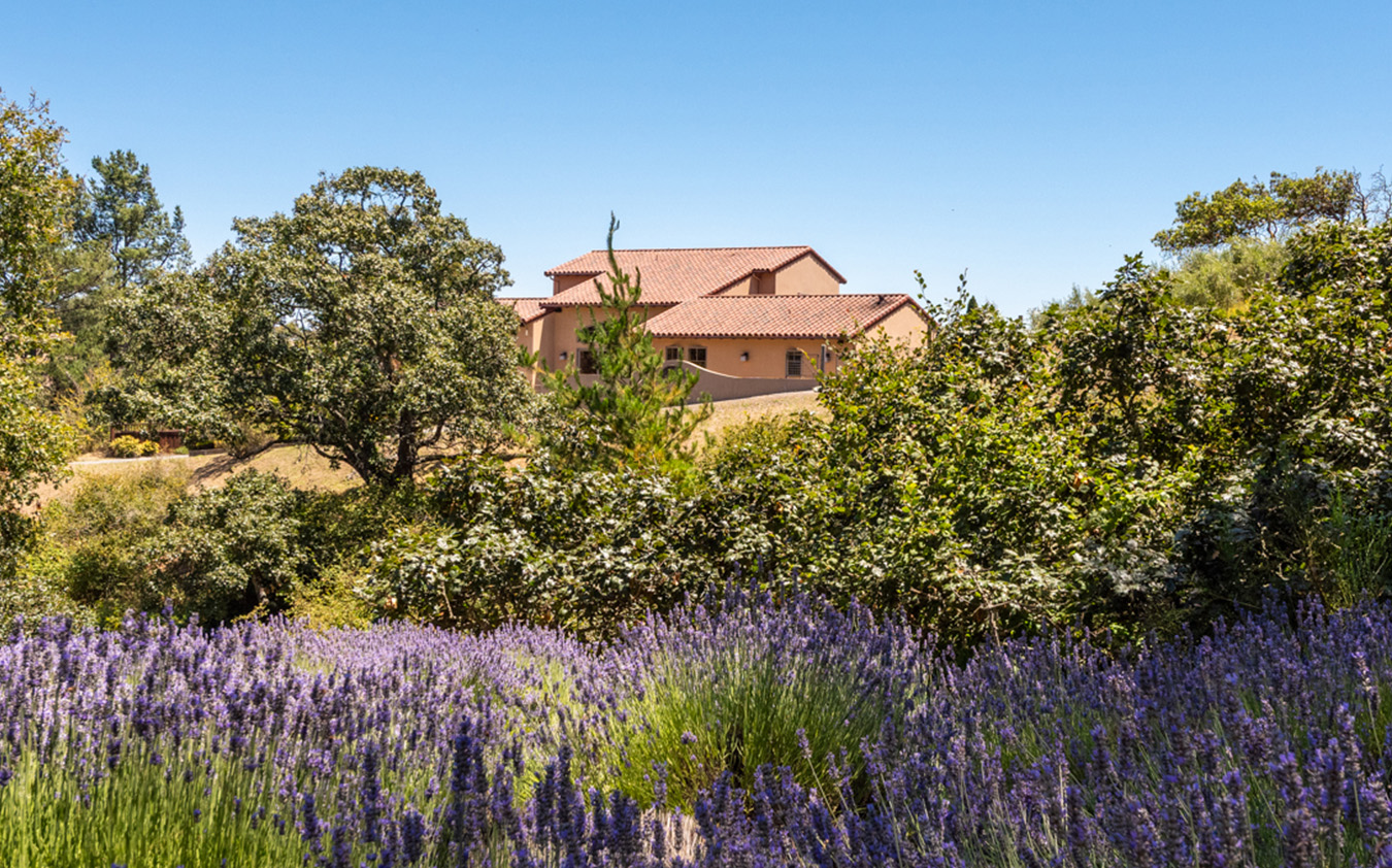 A tan, tile-roofed house sits on a hill behind lush green trees and a field of blooming purple lavender under a clear blue sky.