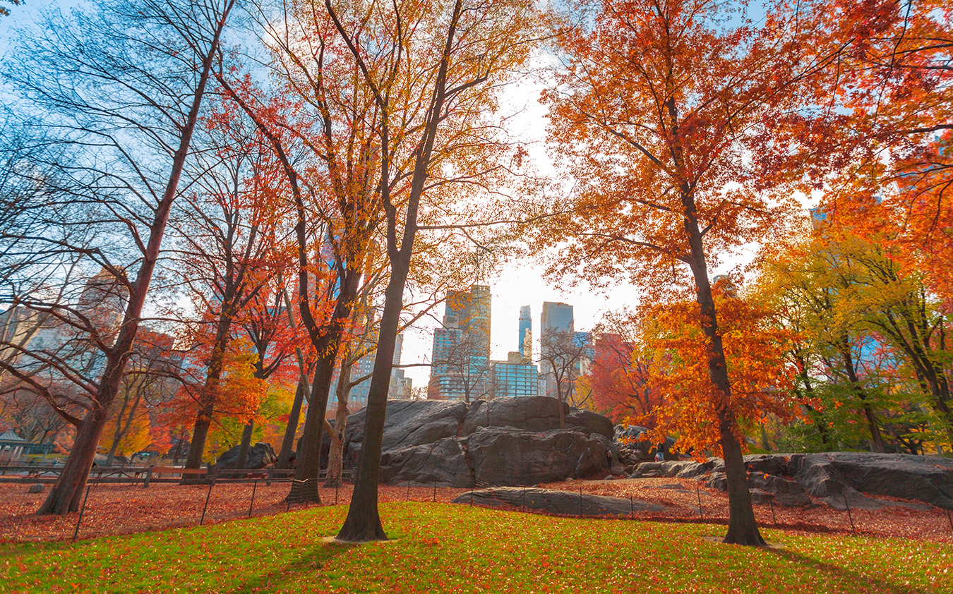 5m_sept Central Park in autumn with fall foliage, a rocky outcrop, and Manhattan luxury sales office skyscrapers in the background.