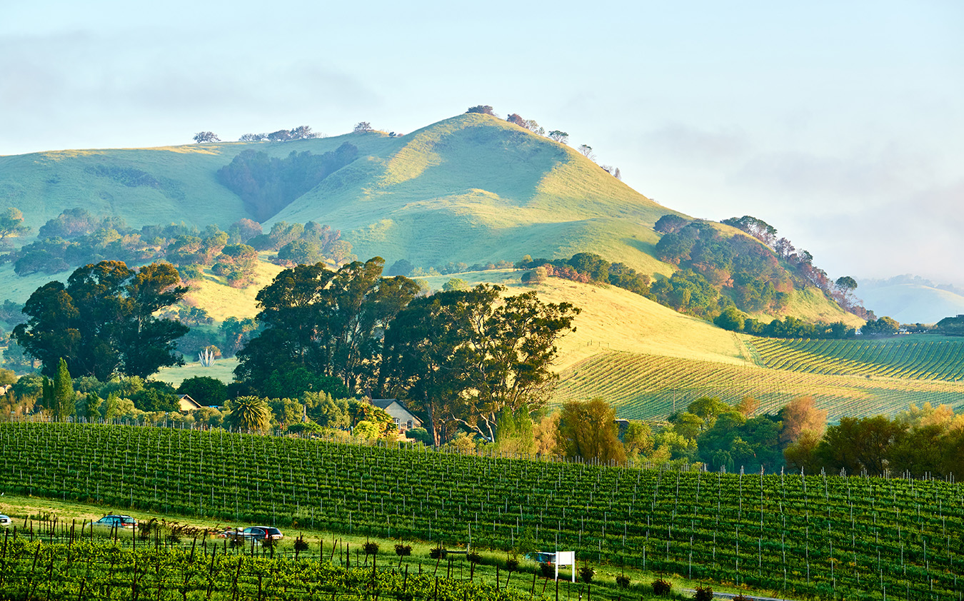 Rows of grapevines in a vineyard with rolling green hills and trees in the background.